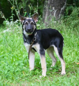 Никуля, 4 мес, в ответственные руки  - imgsrc.ru_49848786IUH - копия.jpg