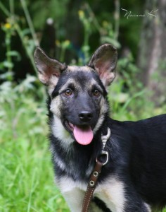 Никуля, 4 мес, в ответственные руки  - imgsrc.ru_49848788brd - копия.jpg