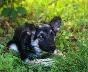 Никуля, 4 мес, в ответственные руки  - imgsrc.ru_49848813kct.jpg