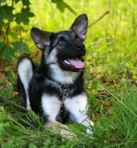 Никуля, 4 мес, в ответственные руки  - imgsrc.ru_49848816FFa - копия.jpg