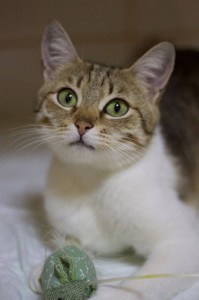 Москва и МО Кошечка Сайли ищет дом  - 1.jpg