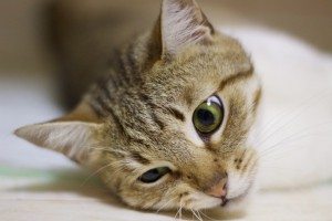 Москва и МО Кошечка Сайли ищет дом  - 3.jpg