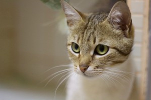 Москва и МО Кошечка Сайли ищет дом  - 4.jpg