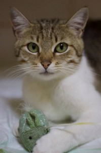 Москва и МО Кошечка Сайли ищет дом  - 5.jpg