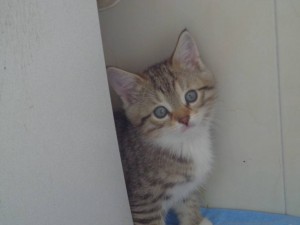 г. Железнодорожный. На улице нашли кошечку с двумя котятами. Временно приютили у себя. Котята две девочки около двух мес - 12.JPG