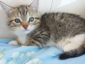 г. Железнодорожный. На улице нашли кошечку с двумя котятами. Временно приютили у себя. Котята две девочки около двух мес - 12а.jpg