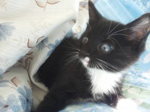 г. Железнодорожный. На улице нашли кошечку с двумя котятами. Временно приютили у себя. Котята две девочки около двух мес - 12б.jpg