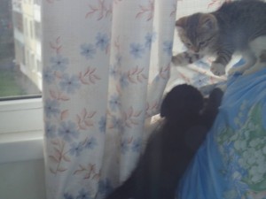 г. Железнодорожный. На улице нашли кошечку с двумя котятами. Временно приютили у себя. Котята две девочки около двух мес - 12в.JPG