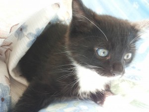 г. Железнодорожный. На улице нашли кошечку с двумя котятами. Временно приютили у себя. Котята две девочки около двух мес - 20160914_142647.jpg