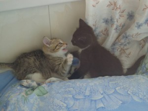 г. Железнодорожный. На улице нашли кошечку с двумя котятами. Временно приютили у себя. Котята две девочки около двух мес - 20.JPG