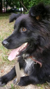 Срочно ищет добрую семью