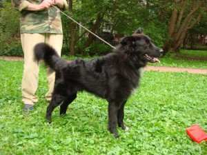 даром в добрые руки - ЖУЖИК 500 2.jpg