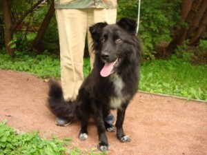 даром в добрые руки - ЖУЖИК 500 4.jpg