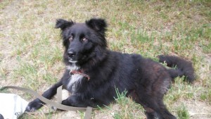 даром в добрые руки - Жужик 500 3.jpg