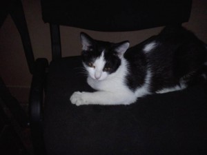 Кошечка с трудной судьбой - Кошечка с трудной судьбой.jpg