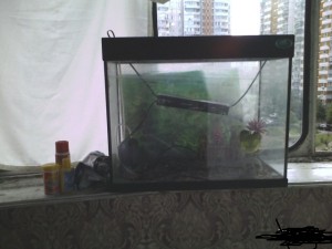 меняю аквариум 40 л или продам - 2957994947.jpg