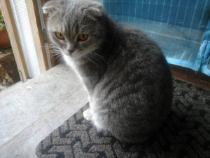 Срочно отдам свою красавицу вислоухую кошку в добрые руки. - 20160922_131813.jpg