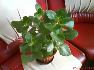 Помогите вылечить малышке носик:  - каланхоэ.jpg