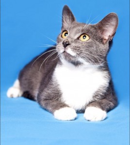 Москва и МО Замечательный котенок Феликс ищет дом Малышу 4 месяца, здоров, имеет паспорт с прививками, лоток на 5 Фе - 2.jpeg