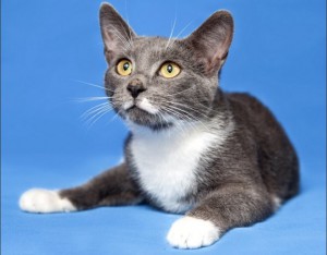 Москва и МО Замечательный котенок Феликс ищет дом Малышу 4 месяца, здоров, имеет паспорт с прививками, лоток на 5 Фе - 3.jpeg