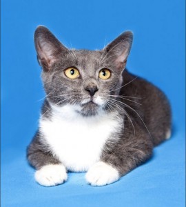 Москва и МО Замечательный котенок Феликс ищет дом Малышу 4 месяца, здоров, имеет паспорт с прививками, лоток на 5 Фе - 5.jpeg