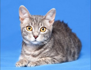 Москва и МО Замечательный котенок Тихон ищет дом Мальчишке всего 4мес, здоров, имеет паспорт с прививками, лоток на  - 1.jpeg