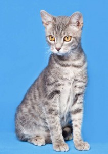 Москва и МО Замечательный котенок Тихон ищет дом Мальчишке всего 4мес, здоров, имеет паспорт с прививками, лоток на  - 2.jpeg