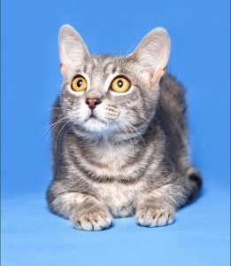 Москва и МО Замечательный котенок Тихон ищет дом Мальчишке всего 4мес, здоров, имеет паспорт с прививками, лоток на  - 3.jpeg