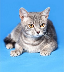 Москва и МО Замечательный котенок Тихон ищет дом Мальчишке всего 4мес, здоров, имеет паспорт с прививками, лоток на  - 4.jpeg