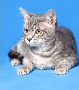 Москва и МО Замечательный котенок Тихон ищет дом Мальчишке всего 4мес, здоров, имеет паспорт с прививками, лоток на  - 5.jpeg