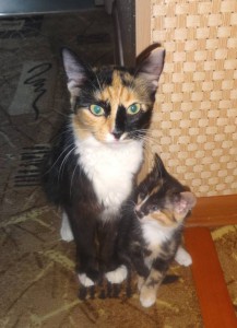 Котенок даром - DSC00507.JPG