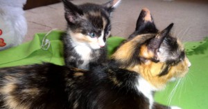 Котенок даром - DSC00548.JPG