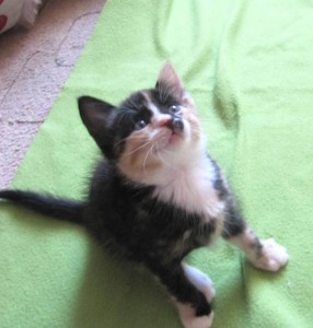 Котенок даром - IMG_5543.JPG