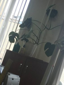 Щучий хвост, Большой цветок Монстера в горшке - IMG_5214.jpg