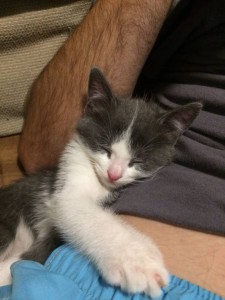 Отдаю хвостатых в добрые руки - IMG-20160929-WA0007.jpg