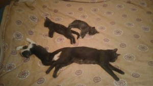 Отдаю хвостатых в добрые руки - DSC_0886.JPG