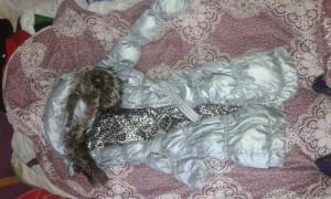 продам за небольшую цену пуховик - пуховик.jpg