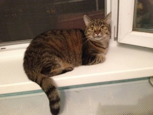 Отдам в дар молоденькую кошечку Симону - IMG_2706.JPG