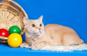 Москва и МО Котенок Рыжик мечтает о доме  - 1.jpeg