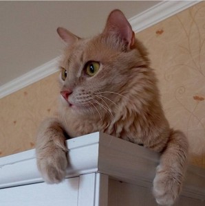 Москва и МО Котенок Рыжик мечтает о доме  - 2.jpeg