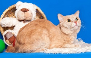 Москва и МО Котенок Рыжик мечтает о доме  - 3.jpeg