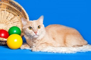 Москва и МО Котенок Рыжик мечтает о доме  - 4.jpeg