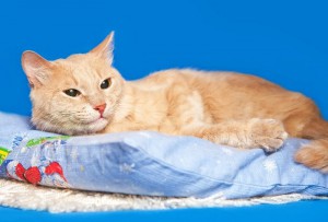 Москва и МО Котенок Рыжик мечтает о доме  - 5.jpeg