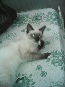 Котик в хорошие руки - image-03-10-16-04-52-1.jpeg