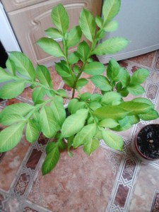 АМОРФОФАЛЛЮС - 791e0e8adc63942f4b36da3d4e90906811be98ce.jpg