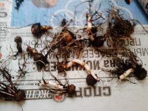 АМОРФОФАЛЛЮС - c34f7d724394f2c4c1a368c1ae37caa51e9d46c5.jpg