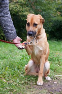 Москва и МО Щенок по имеи Фрида - 2.jpg