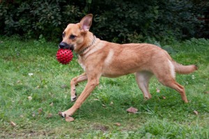 Москва и МО Щенок по имеи Фрида - 3.jpg