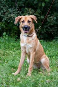 Москва и МО Щенок по имеи Фрида - 4.jpg