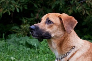 Москва и МО Щенок по имеи Фрида - 5.jpg